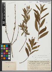 Foto von Salix purpurea L. x Salix viminalis L.